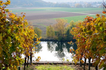 Blick vom herbstlichem Weinberg in ein Tal mit Wiesen und Felden an einem Fluß