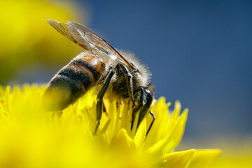 Bienen, Pollen, Best&auml;ubung