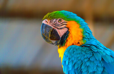 Beautiful macaw parrot.Ara macaw parrot  