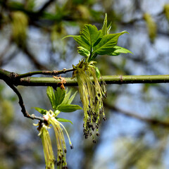 kwiatostany drzewa o nazwie klon jesionolistny rosnacego w parku nad rzeka biala w miescie bialystok na podlasiu w polsce