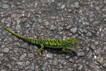Close up of a green chameleon on the street