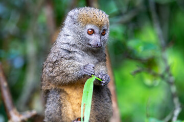 A bamboo lemur with a blade of grass on a branch