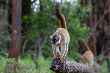 Brown lemurs play in the meadow and a tree trunk and are waiting for the visitors