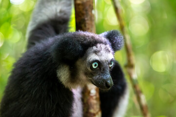 An Indri lemur on the tree watches the visitors to the park