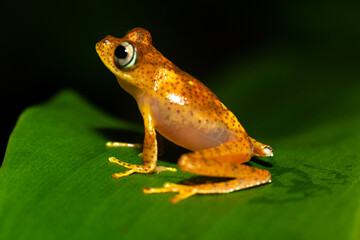 An orange little frog on a green leaf in Madagascar