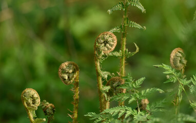 the young shoots of fern rolled into spirals