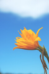 Beautiful blooming yellow daylily flower on a background of blue sky and white cloud.