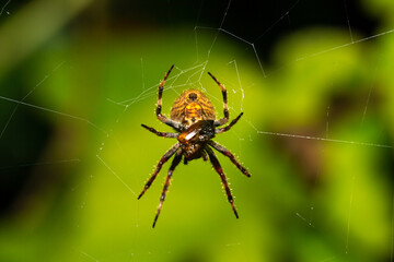 A spider in its web in the rainforest