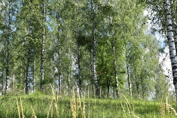 Fototapeta premium Birkenwald