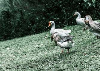 white duck in the park