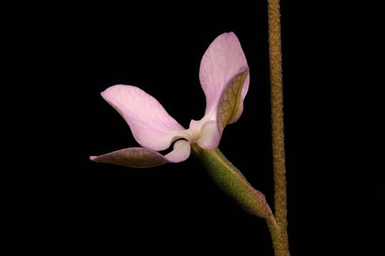 Night-Scented Stock (Matthiola longipetala). Flower Closeup