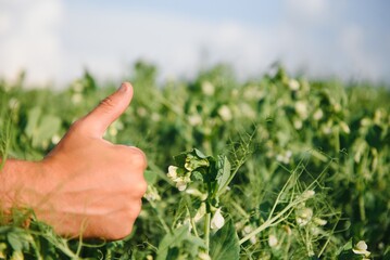 Naklejka na ściany i meble farmer's hand checks the flowering of green peas in the field