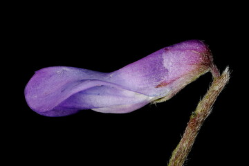 Tufted Vetch (Vicia cracca). Flower Closeup