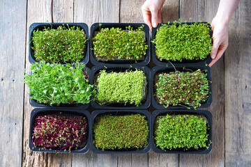 Microgreens growing background with microgreen sprouts on the wooden table. Top view. - obrazy, fototapety, plakaty