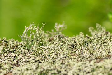 Abstract green lichens macro background and texture illuminated by the sun with copy space