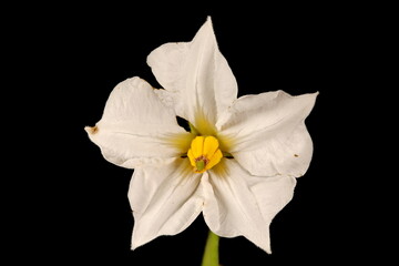 Naklejka na ściany i meble Potato (Solanum tuberosum). Flower Closeup