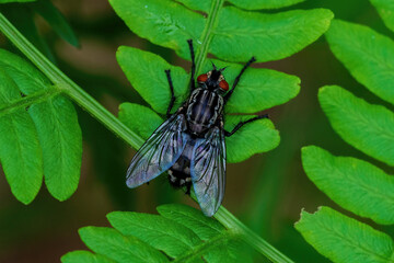 butterfly on a leaf
