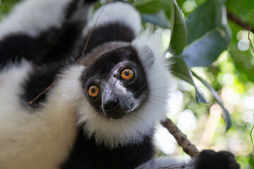 A portrait of a black and white Vari Lemur