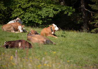 Naklejka na ściany i meble Cow on a green pasture land or grass in summer. Alps cows resting near to the forest.