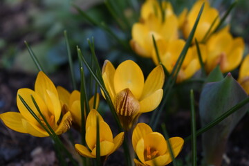 Żółte krokusy, wiosna w ogrodzie