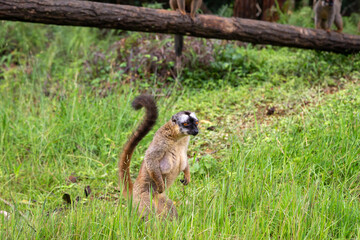 Obraz premium Brown lemurs play in the meadow and a tree trunk and are waiting for the visitors