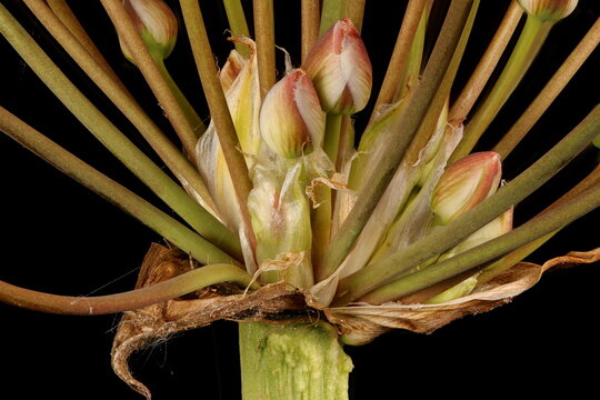 Flowering Rush (Butomus umbellatus). Inflorescence Detail Closeup
