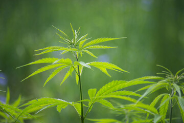 closeup of hemp leaves in a field