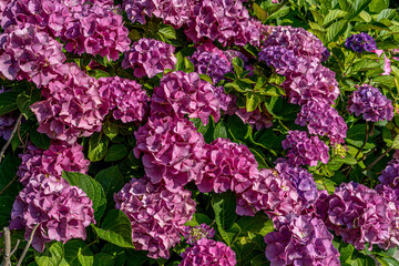 Pink hydrangea. Summer green garden. Bright pink color. Spring fashion. Green leaf.