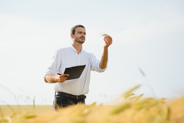 A young farmer in a wheat field checks the ripening of the crop. The concept of successful agriculture. Agronomist in a wheat field.