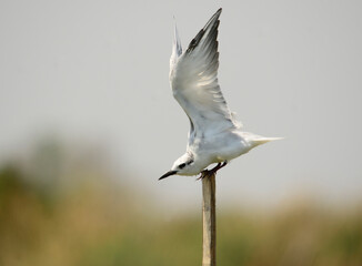 flying bird