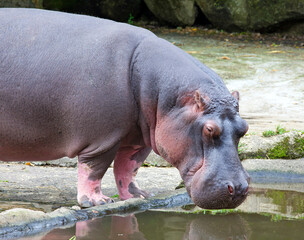 A hippopotamus submerged in a lake.
