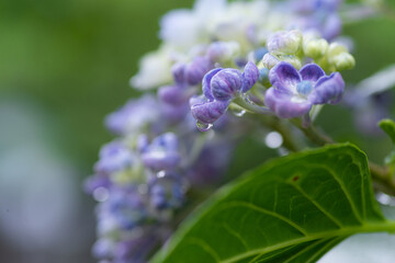 雨に濡れた紫陽花　マクロ撮影　紫色
