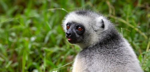 A Sifaka lemur sits in the grass and watches what happens in the area