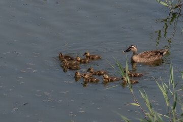 カルガモの親子