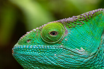 Obraz premium Close-up, macro shot of a green chameleon