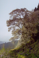 月光で長時間露光した桜