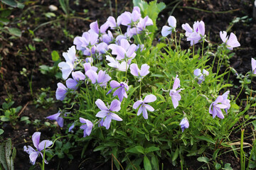 blue phlox flowers in the garden 