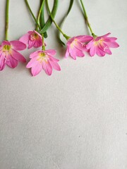 pink and white flowers