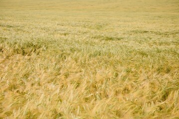 Wheat field and countryside scenery