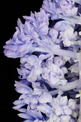 Garden Grape Hyacinth (Muscari armeniacum). Inflorescence Detail Closeup