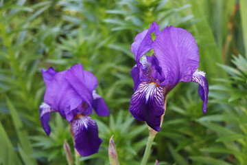 purple irises flowers in the garden