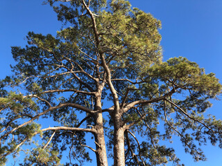 Casandra tree (legendary old tree )at Las Ninas Reservoir