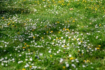 Blumenwiese