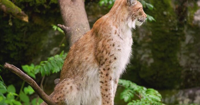 Lynx looking away and yawning in forest