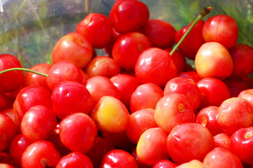 Close-up ripe cherries, summer background,photo
