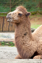 Obraz premium A camel at Cisarua in Bogor, West Java, Indonesia.