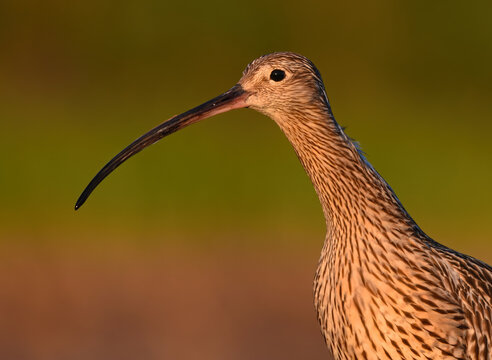 Close-up of a eurasian curlew (Numenius arquata) searching food in the wetlands.