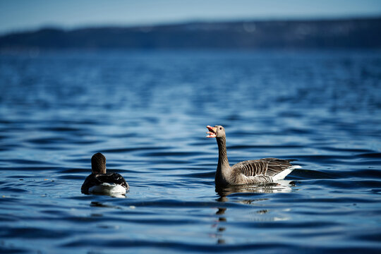 High resolution photo of geese. Feeding goose in the fjords of Oslo. Nice bokeh effect