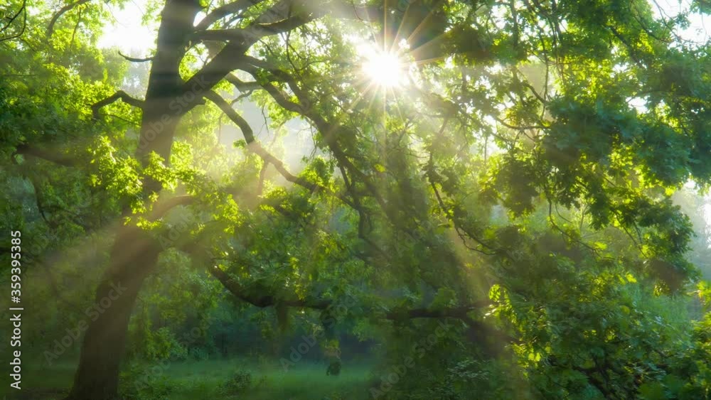 Poster sun rays emerging though the green tree branches. magical forest with warm sunbeams illuminating gre