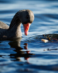 High resolution photo of geese. Feeding goose in the fjords of Oslo. Nice bokeh effect